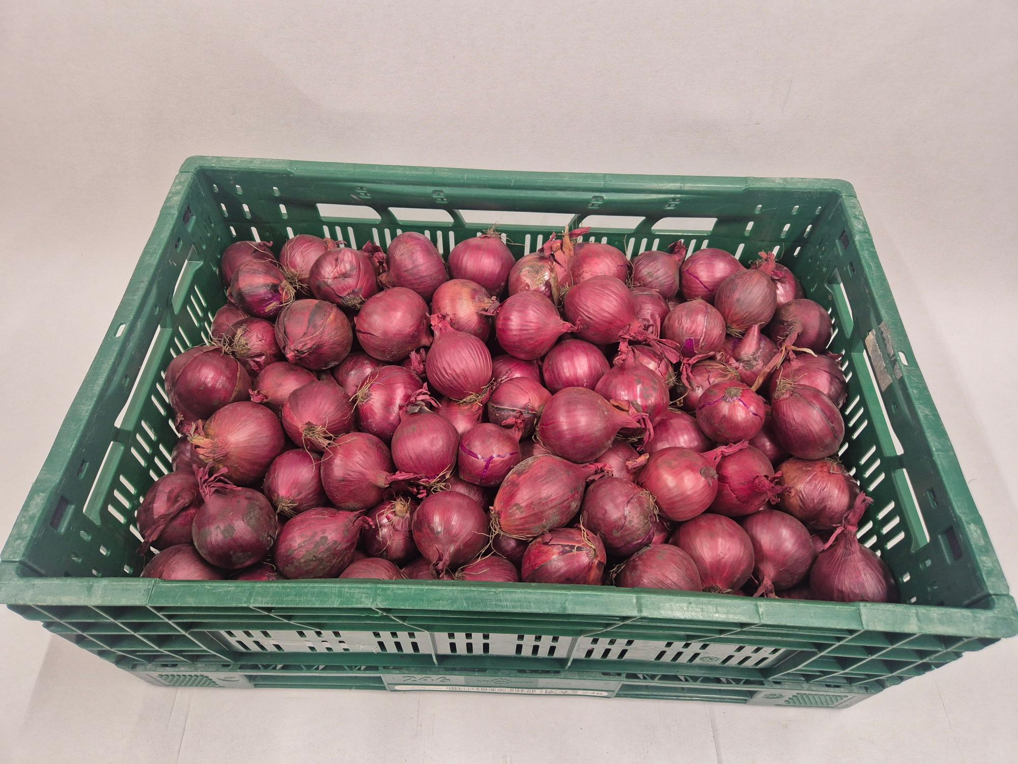 Uien rood 60–80