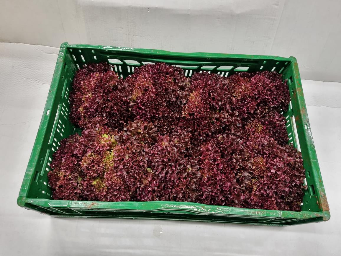Lollo Rosso