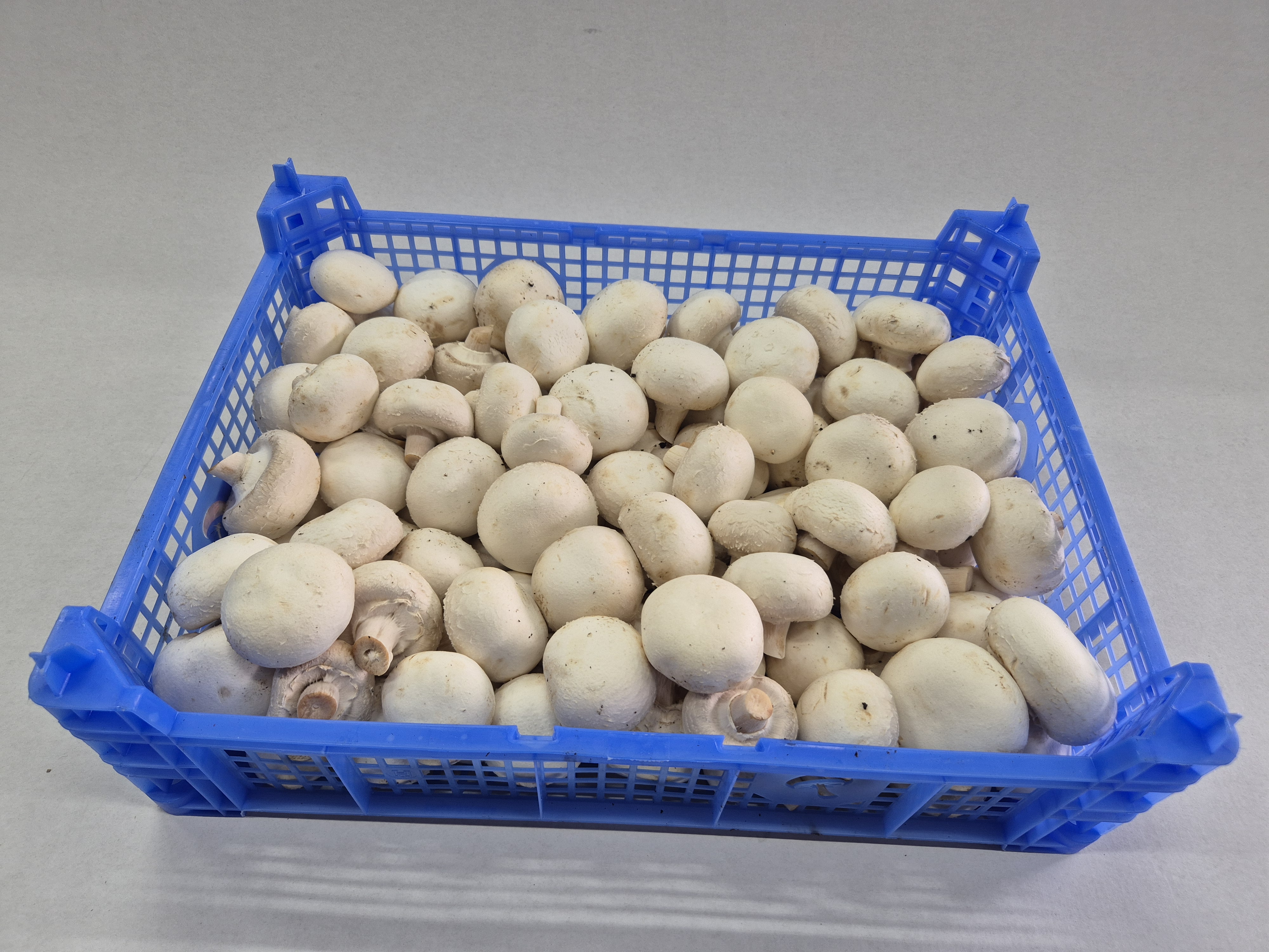 Champignons