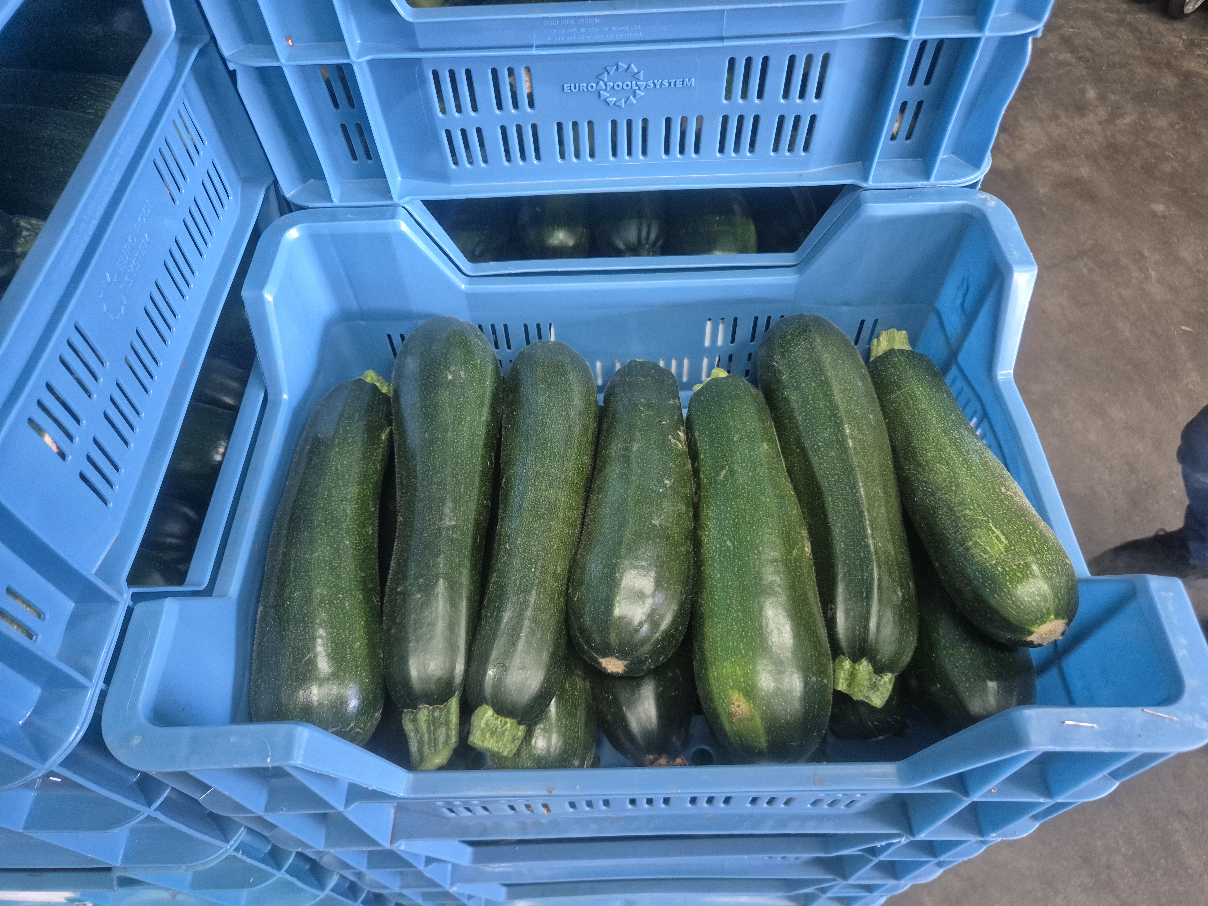 Courgette